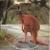 Black Kangaroo