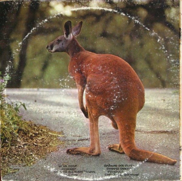 Black Kangaroo