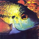a26aa2cefcd38b6ddc2e54a498e2f546db36ac20_0_0.jpeg Fish