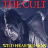 Wild Hearted Son
